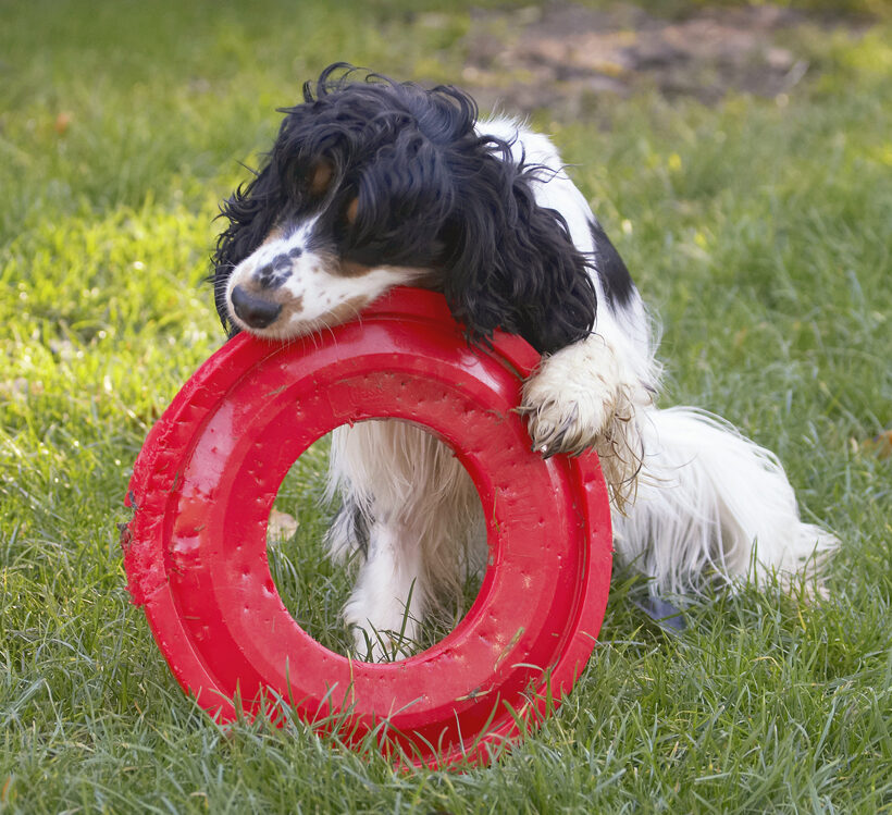 Cocker Spaniel, Dog, Dogs, Frisbee, Play, Playing, Playtime, Spaniels, Ziggy