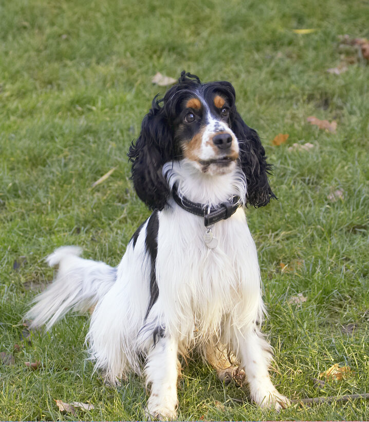 Cocker Spaniel, Dog, Dogs, Play, Playing, Playtime, Sit, Sitting, Spaniels, Ziggy