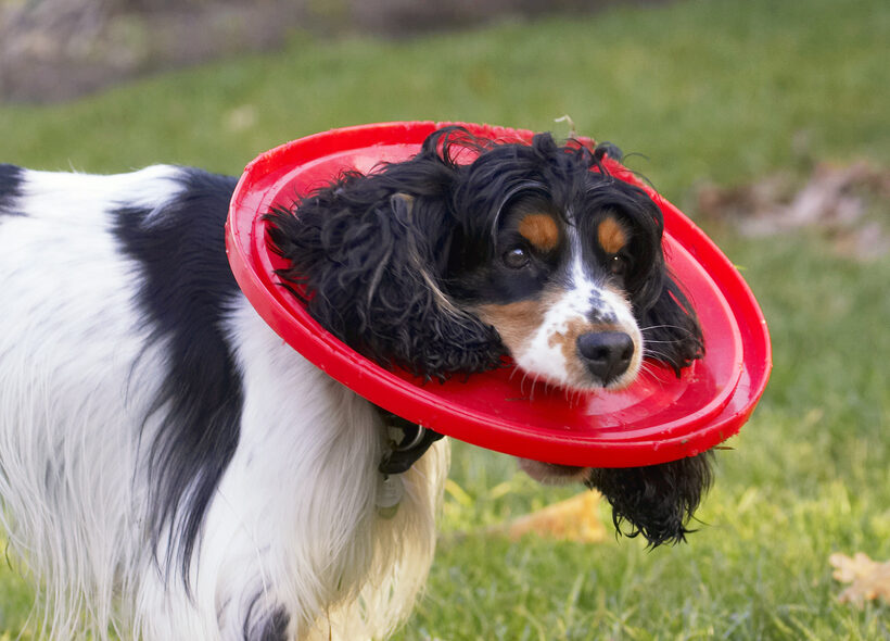 Cocker Spaniel, Dog, Dogs, Frisbee, Play, Playing, Playtime, Spaniels, Ziggy