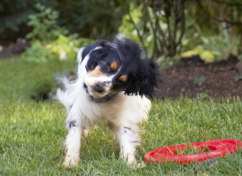 Cocker Spaniel, Dog, Dogs, Frisbee, Play, Playing, Playtime, Spaniels, Ziggy
