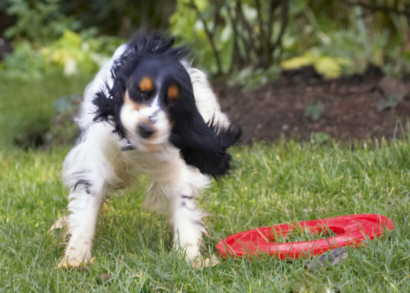 Cocker Spaniel, Dog, Dogs, Frisbee, Play, Playing, Playtime, Spaniels, Ziggy