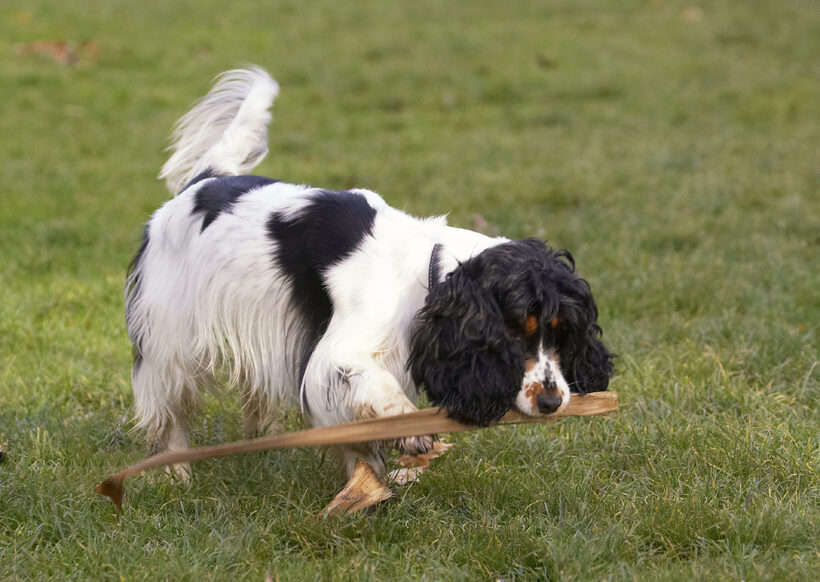 Cocker Spaniel, Dog, Dogs, Play, Playing, Playtime, Spaniels, Ziggy