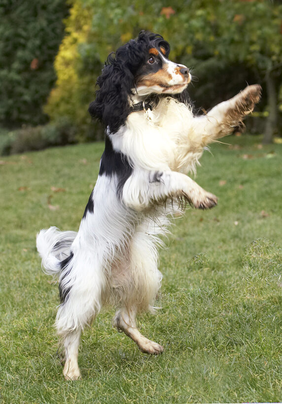 Cocker Spaniel, Dog, Dogs, Play, Playing, Playtime, Spaniels, Ziggy