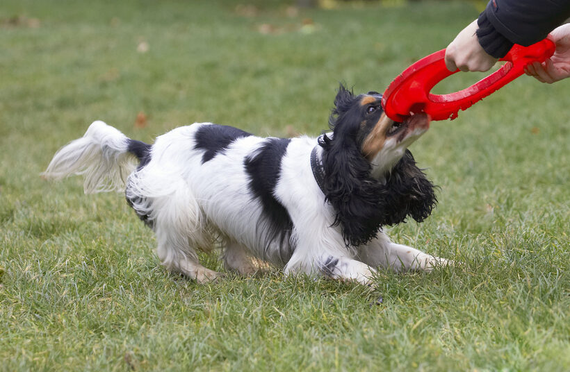 Cocker Spaniel, Dog, Dogs, Frisbee, Play, Playing, Playtime, Spaniels, Tug-o-war, Ziggy