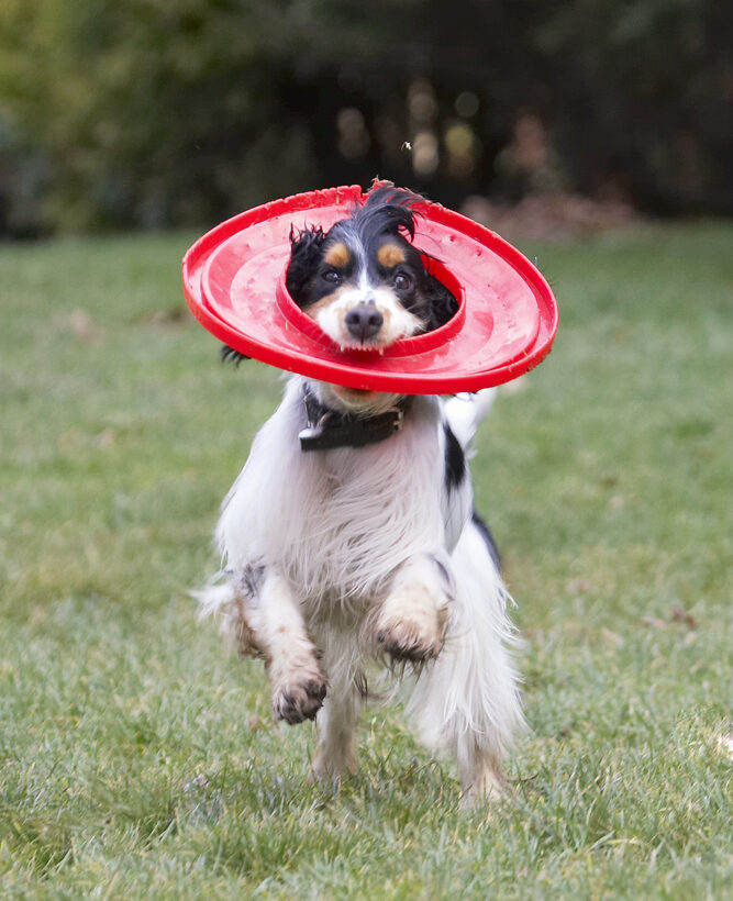 Cocker Spaniel, Dog, Dogs, Frisbee, Play, Playing, Playtime, Run, Running, Spaniels, Ziggy