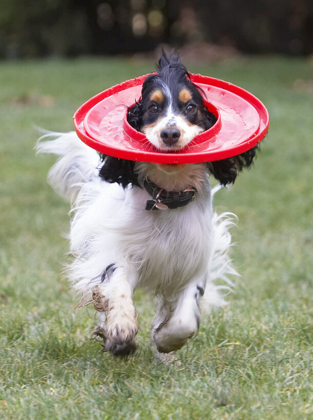 Cocker Spaniel, Dog, Dogs, Frisbee, Play, Playing, Playtime, Run, Running, Spaniels, Ziggy