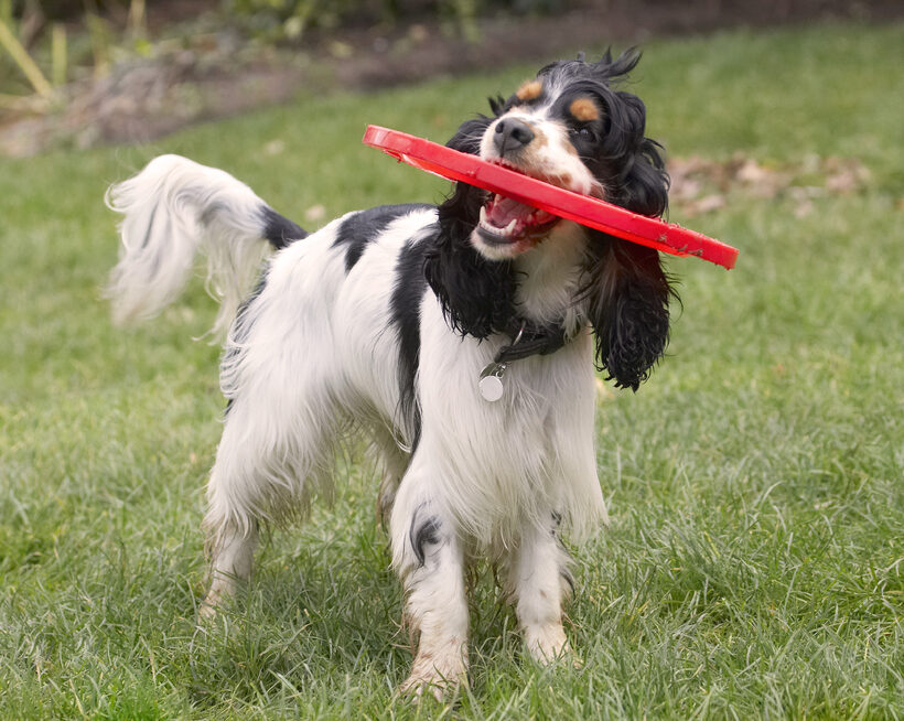 Cocker Spaniel, Dog, Dogs, Frisbee, Play, Playing, Playtime, Spaniels, Ziggy