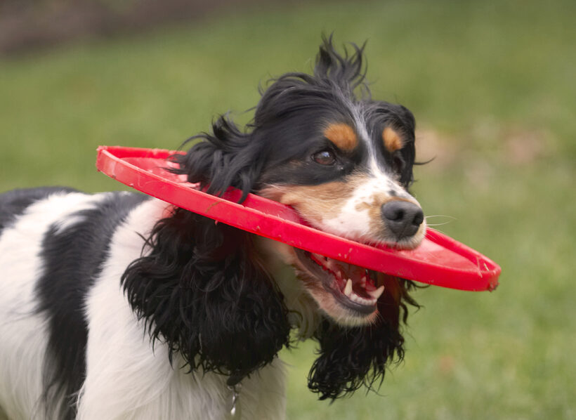 Cocker Spaniel, Dog, Dogs, Frisbee, Head, Play, Playing, Playtime, Spaniels, Ziggy