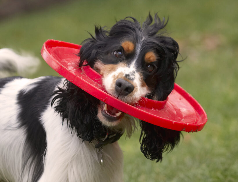 Cocker Spaniel, Dog, Dogs, Frisbee, Head, Play, Playing, Playtime, Spaniels, Ziggy