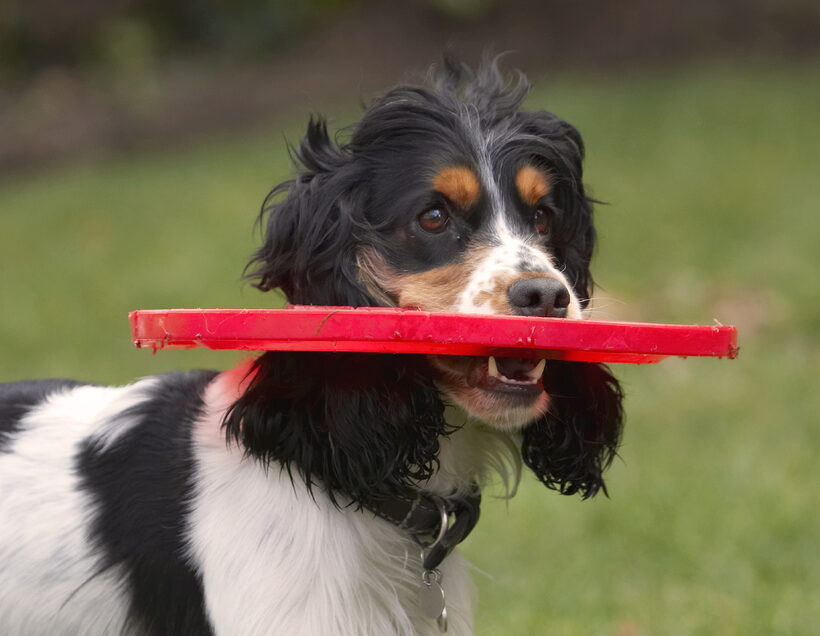 Cocker Spaniel, Dog, Dogs, Frisbee, Head, Play, Playing, Playtime, Spaniels, Ziggy