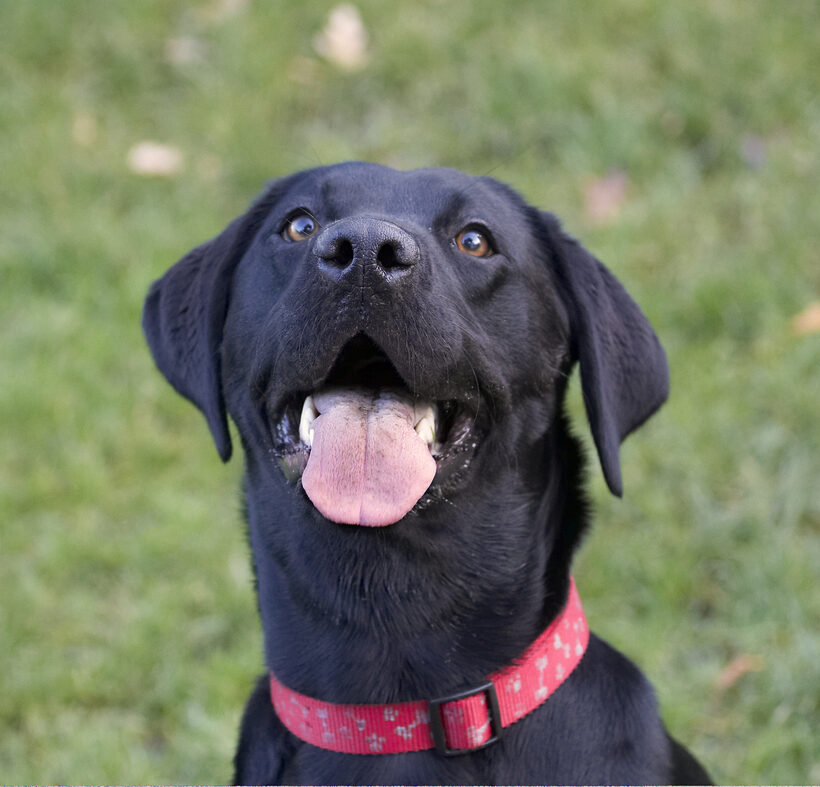 Dog, Dogs, Head, Labrador, Play, Playing, Playtime, Thelma, Tongue