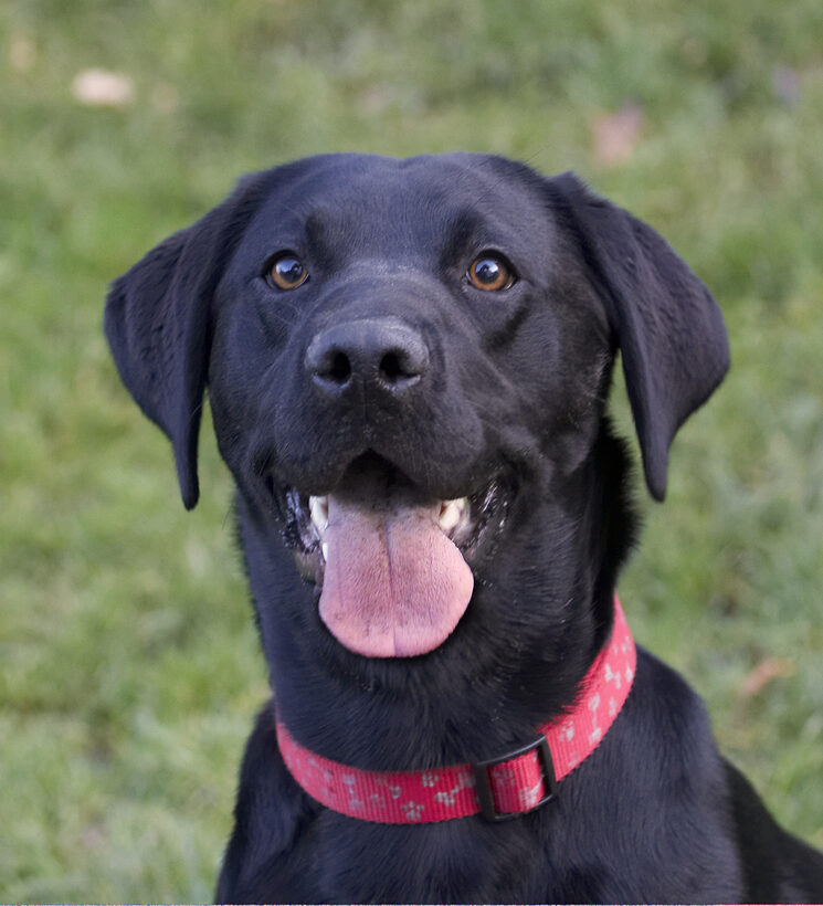 Dog, Dogs, Head, Labrador, Play, Playing, Playtime, Thelma, Tongue
