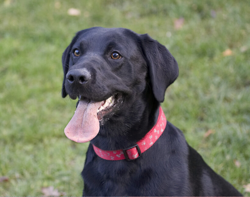Dog, Dogs, Head, Labrador, Play, Playing, Playtime, Thelma, Tongue