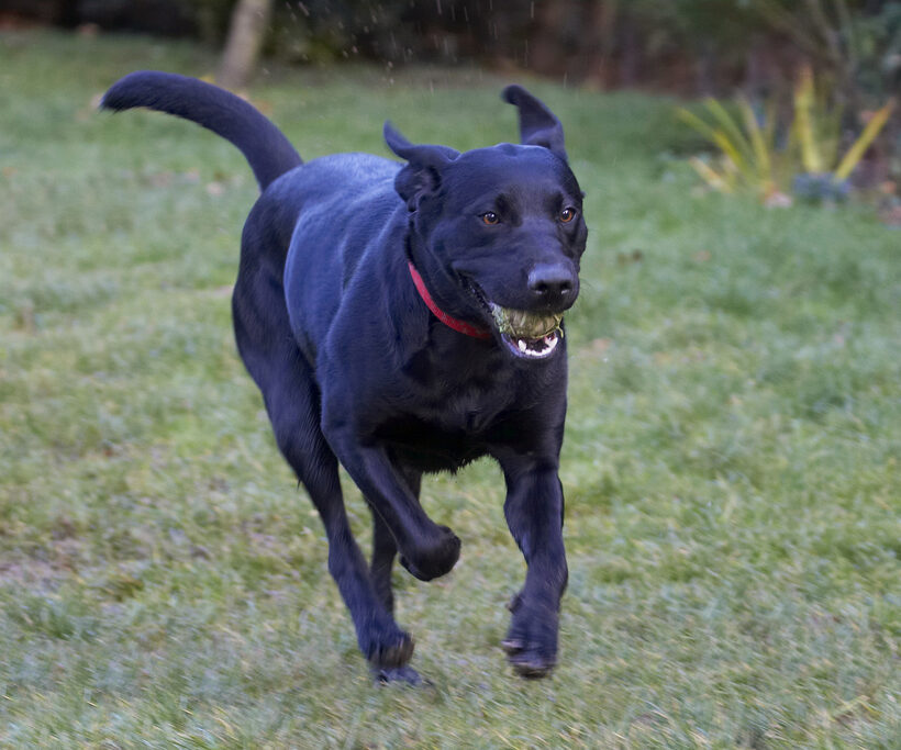 Ball, Dog, Dogs, Labrador, Play, Playing, Playtime, Run, Running, Thelma