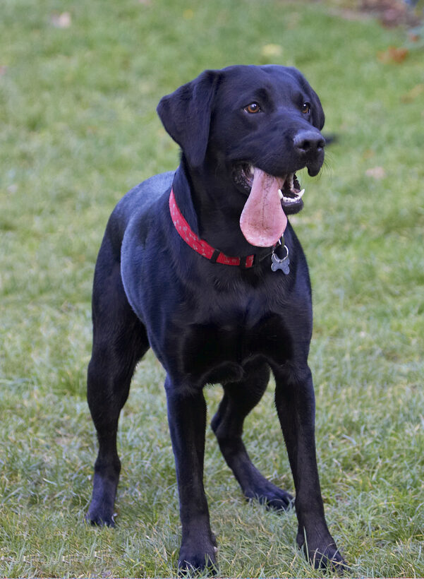 Dog, Dogs, Labrador, Play, Playing, Playtime, Stand, Standing, Thelma, Tongue