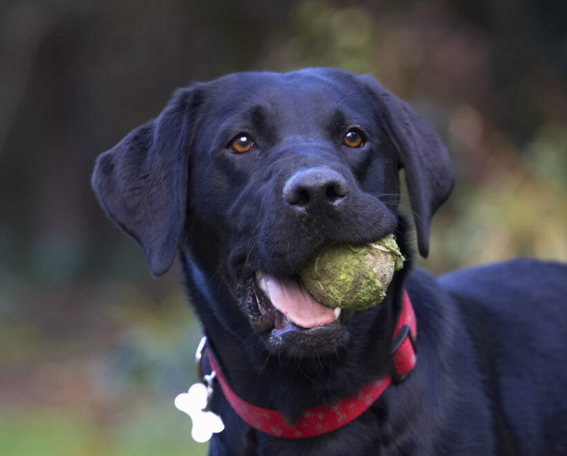 Ball, Dog, Dogs, Head, Labrador, Play, Playing, Playtime, Thelma, Tongue