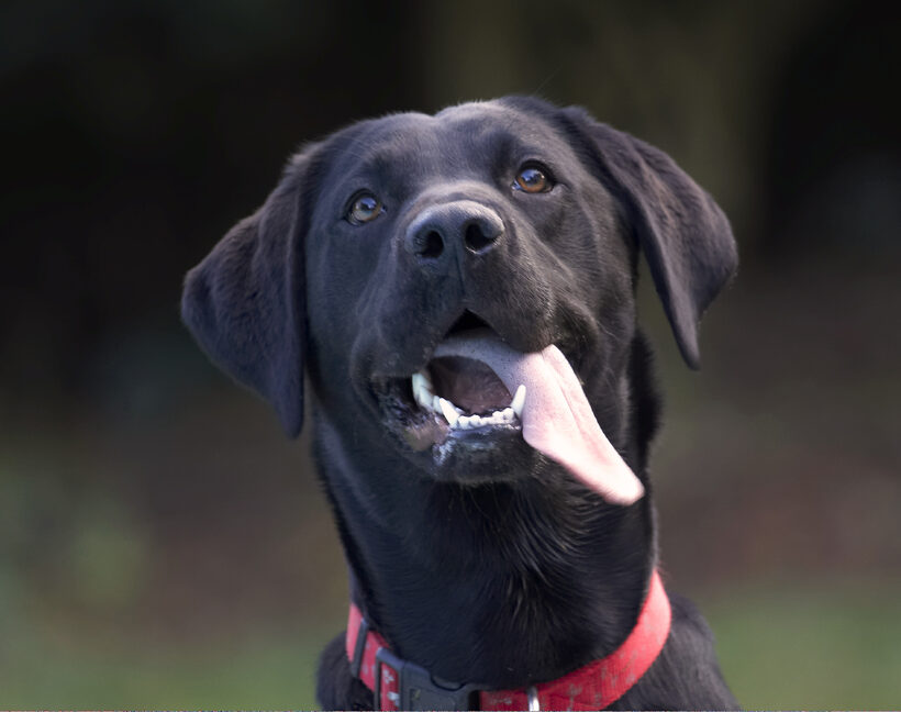 Dog, Dogs, Head, Labrador, Play, Playing, Playtime, Thelma, Tongue