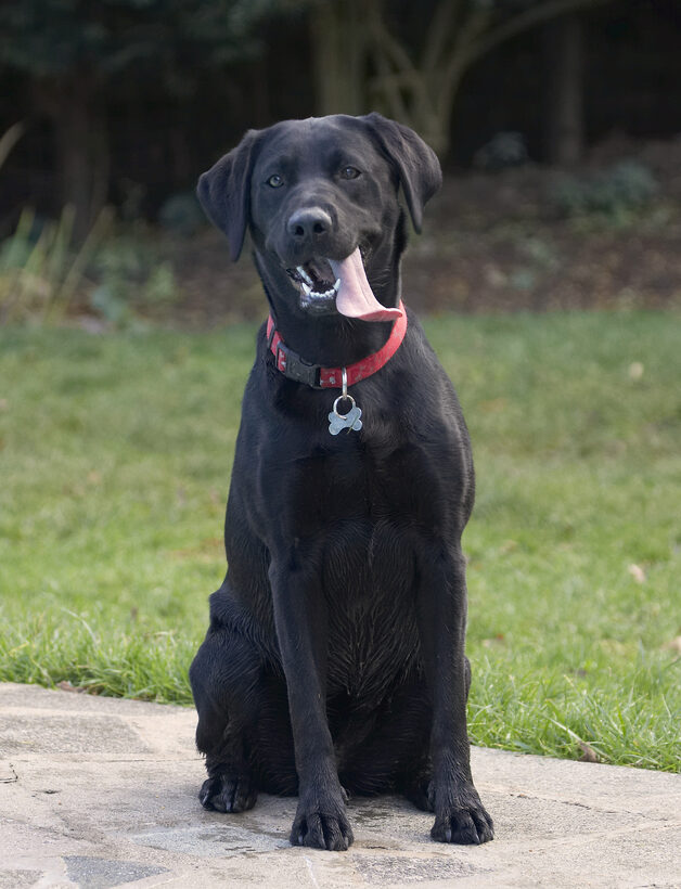 Dog, Dogs, Labrador, Play, Playing, Playtime, Sit, Sitting, Thelma, Tongue