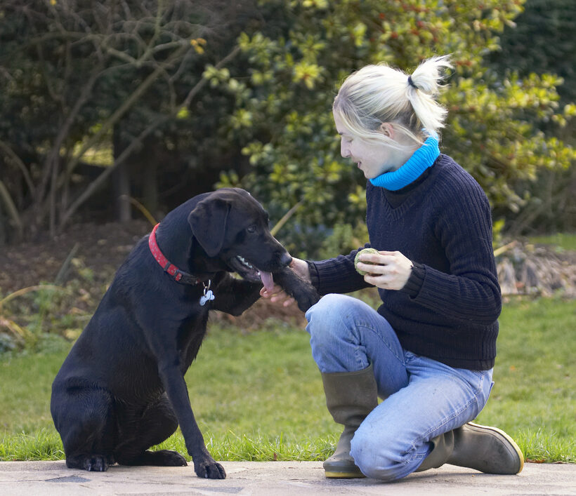 Blonde, Dog, Dogs, Girl, Handler, Hanka, Labrador, Paw, Shake, Shaking, Smile, Thelma, Woman