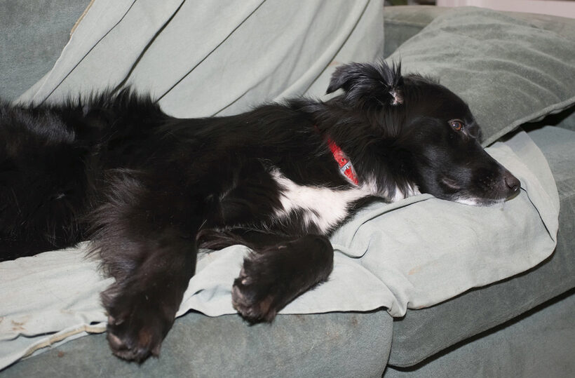 Barney, Border Collie, Collies, Dog, Dogs, Rest, Resting, Sleep, Sleeping