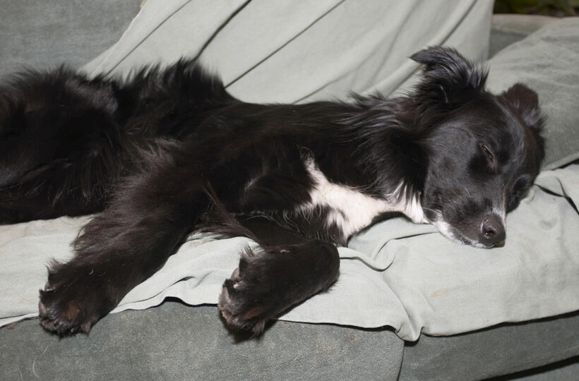 Barney, Border Collie, Collies, Dog, Dogs, Rest, Resting, Sleep, Sleeping