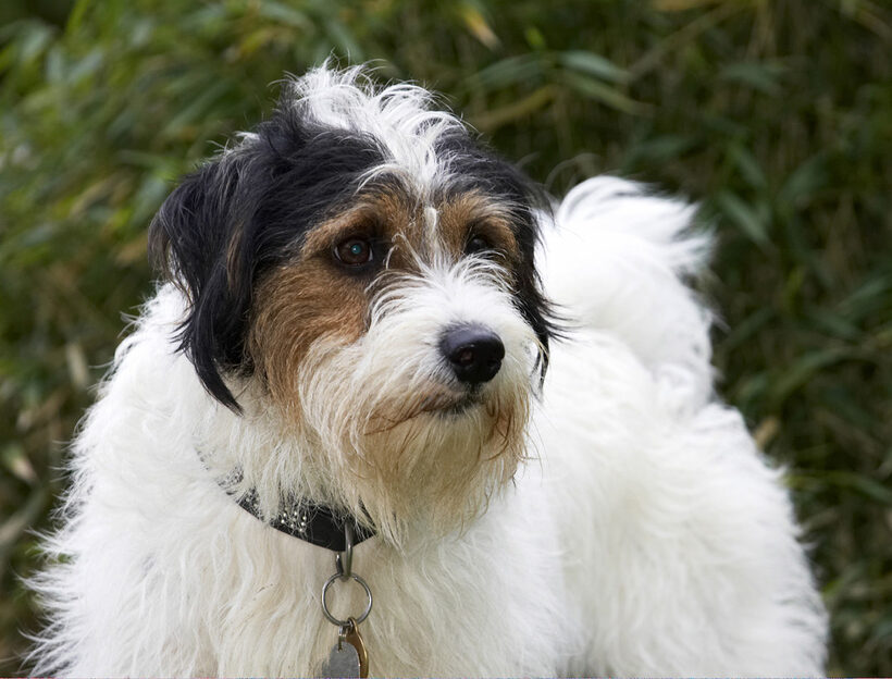 Dog, Dogs, Head, Muki, Parson Russell Terrier, Terriers