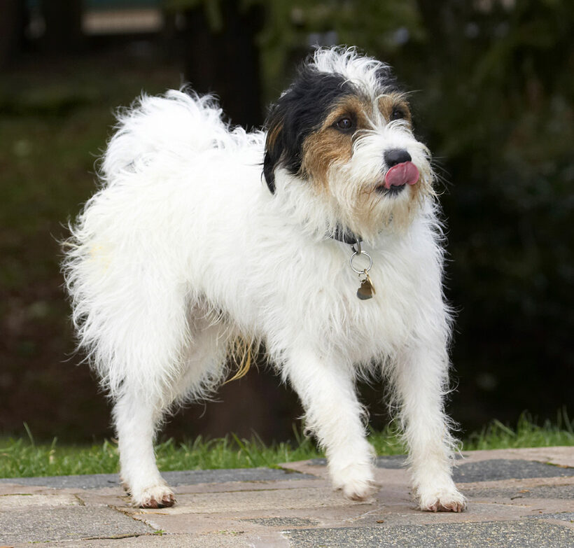 Dog, Dogs, Muki, Parson Russell Terrier, Stand, Standing, Terriers, Tongue
