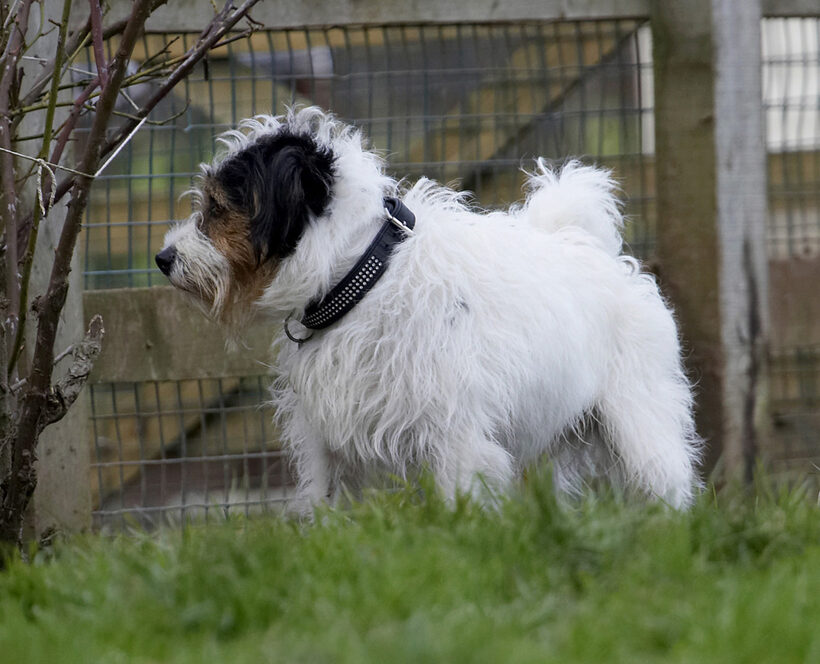 Dog, Dogs, Muki, Parson Russell Terrier, Terriers