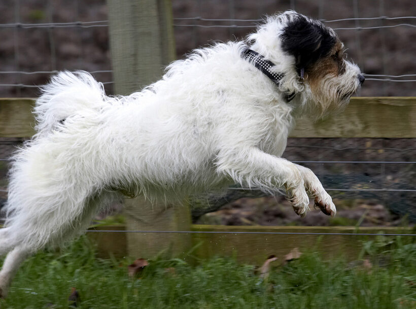 Dog, Dogs, Leap, Leaping, Muki, Parson Russell Terrier, Run, Running, Terriers
