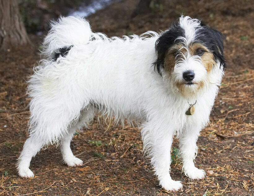 Dog, Dogs, Muki, Parson Russell Terrier, Stand, Standing, Terriers