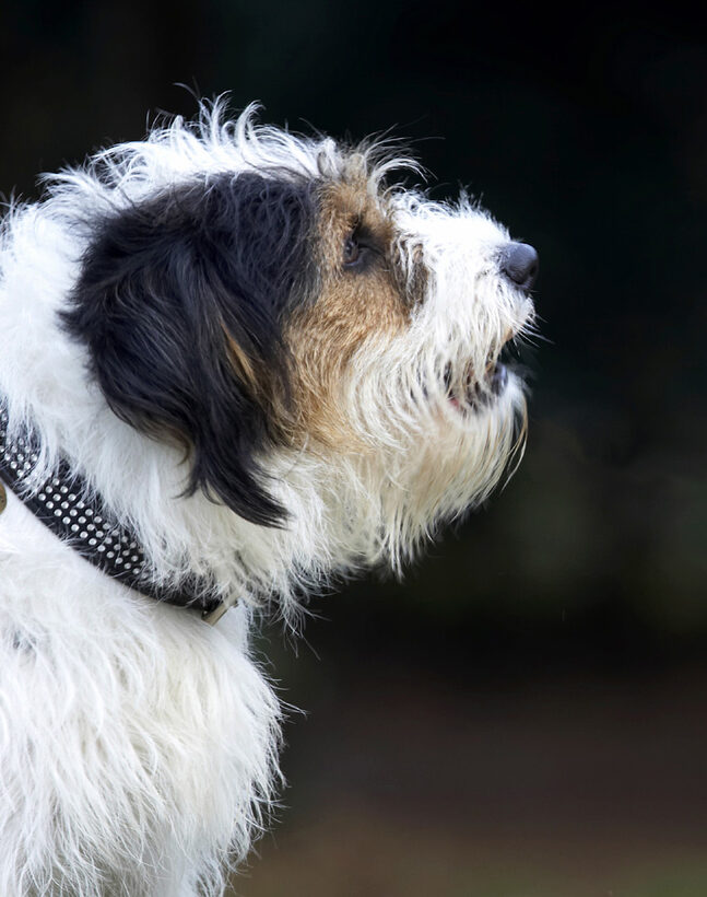 Dog, Dogs, Head, Muki, Parson Russell Terrier, Profile, Terriers