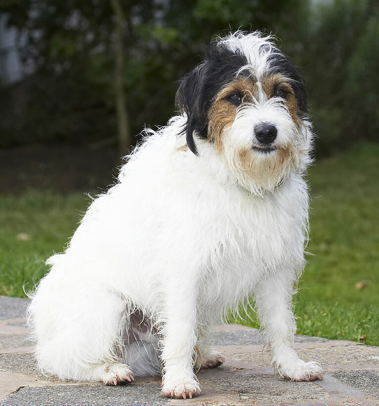 Dog, Dogs, Muki, Parson Russell Terrier, Sit, Sitting, Terriers