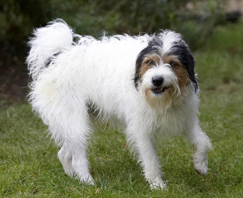 Dog, Dogs, Muki, Parson Russell Terrier, Smile, Terriers