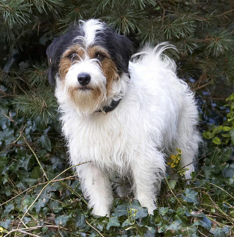 Dog, Dogs, Muki, Parson Russell Terrier, Terriers