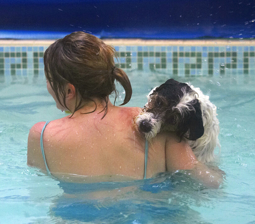 Dog, Dogs, Kate, Muki, Parson Russell Terrier, Pool, Swim, Swimming, Terriers
