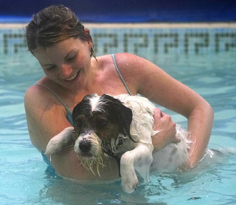Dog, Dogs, Kate, Muki, Parson Russell Terrier, Pool, Swim, Swimming, Terriers