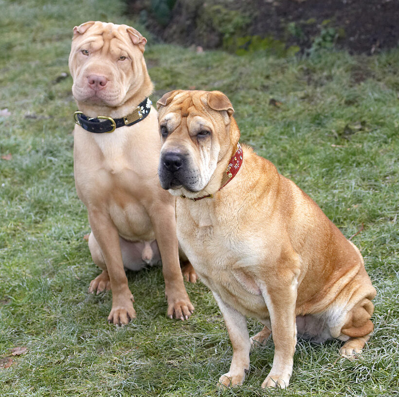 Daisy, Dog, Dogs, Frosty, Play, Playing, Playtime, Shar-pei, Sit, Sitting