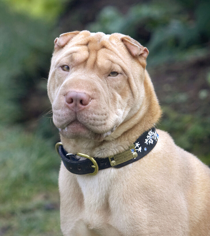 Dog, Dogs, Frosty, Head, Play, Playing, Playtime, Portrait, Pose, Posing, Shar-pei