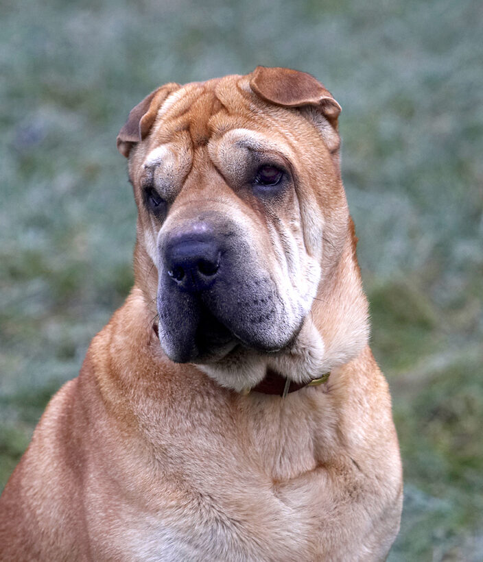 Daisy, Dog, Dogs, Head, Play, Playing, Playtime, Portrait, Pose, Posing, Shar-pei