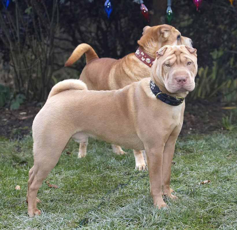 Christmas, Daisy, Dog, Dogs, Frosty, Lights, Play, Playing, Playtime, Shar-pei, Tree