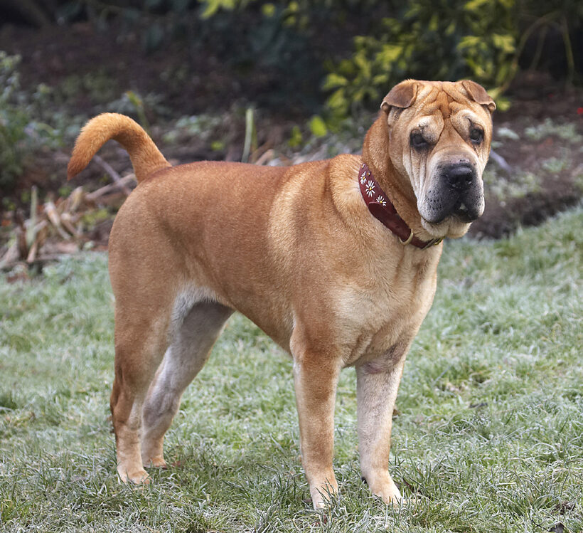 Daisy, Dog, Dogs, Play, Playing, Playtime, Shar-pei, Stand, Standing