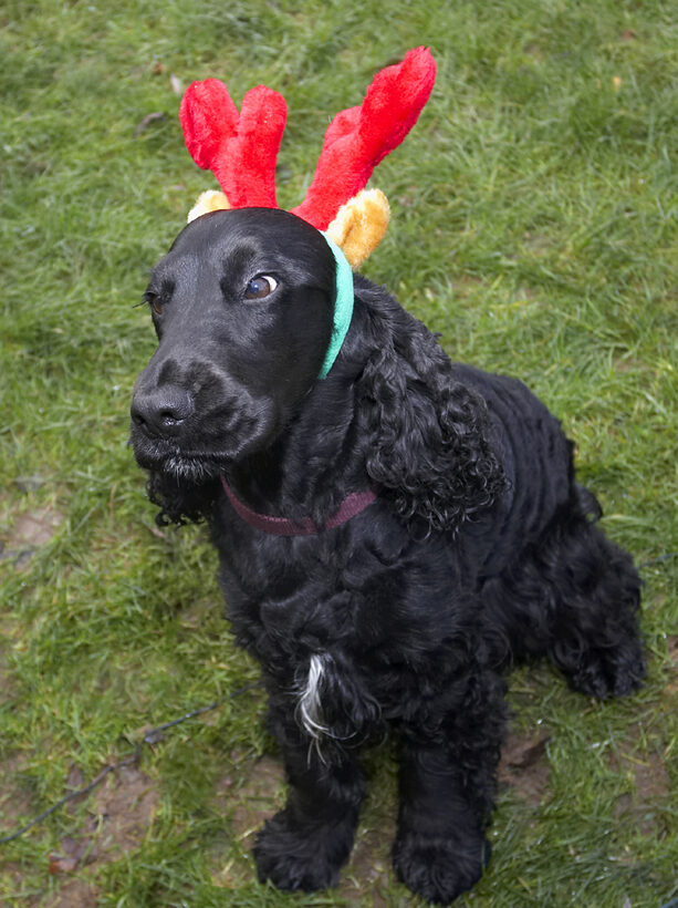 Antlers, Christmas, Cocker, Dog, Dogs, Play, Playing, Playtime, Reindeer, Sit, Sitting, Spaniel, Spaniels, Woody