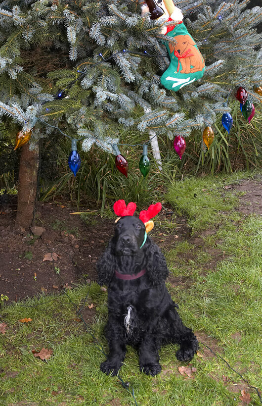 Antlers, Christmas, Cocker, Dog, Dogs, Lights, Play, Playing, Playtime, Presents, Reindeer, Spaniel, Spaniels, Tree, Woody