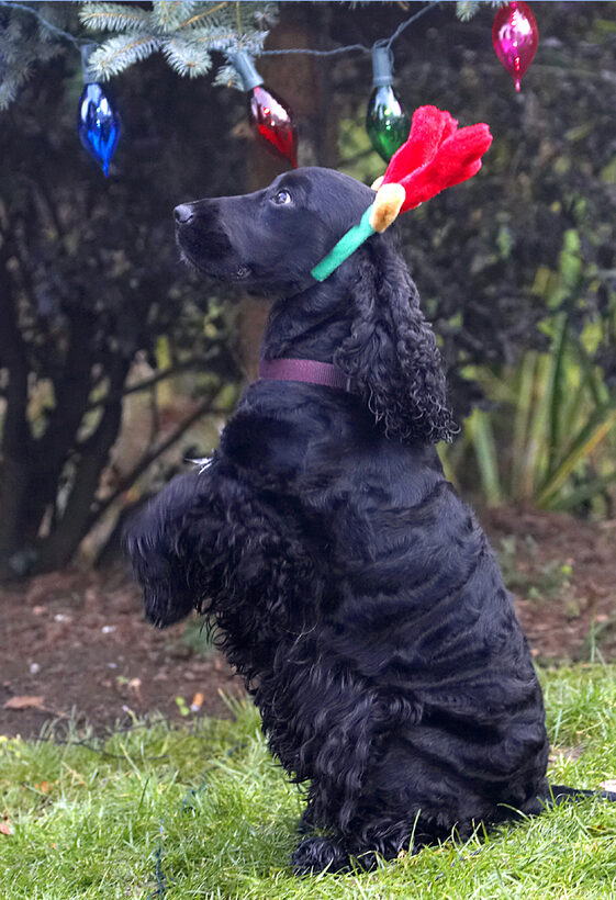 Antlers, Beg, Christmas, Cocker, Dog, Dogs, Play, Playing, Playtime, Reindeer, Spaniel, Spaniels, Tree, Woody