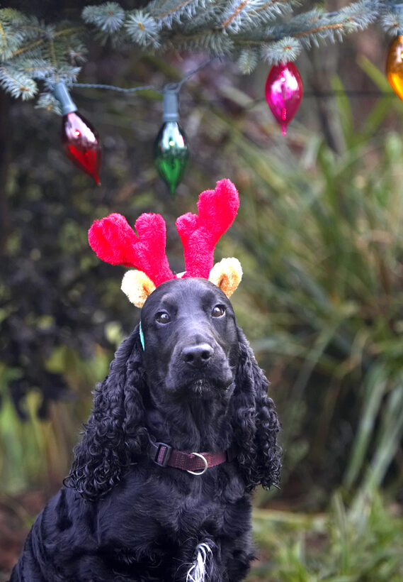 Antlers, Christmas, Cocker, Dog, Dogs, Head, Lights, Play, Playing, Playtime, Reindeer, Spaniel, Spaniels, Woody