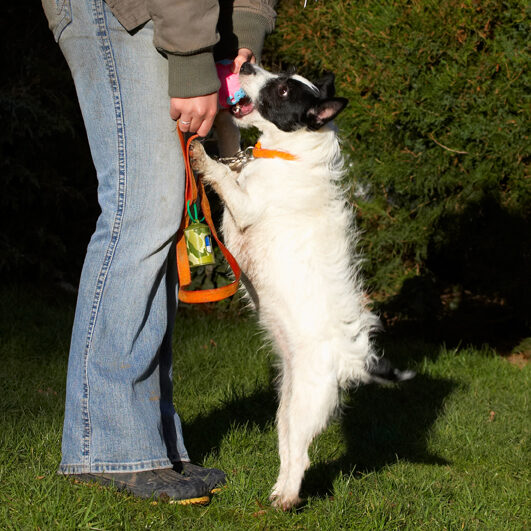 Ball, Dog, Dogs, Jack Russell Terrier, Play, Playing, Playtime, Ringo, Terriers