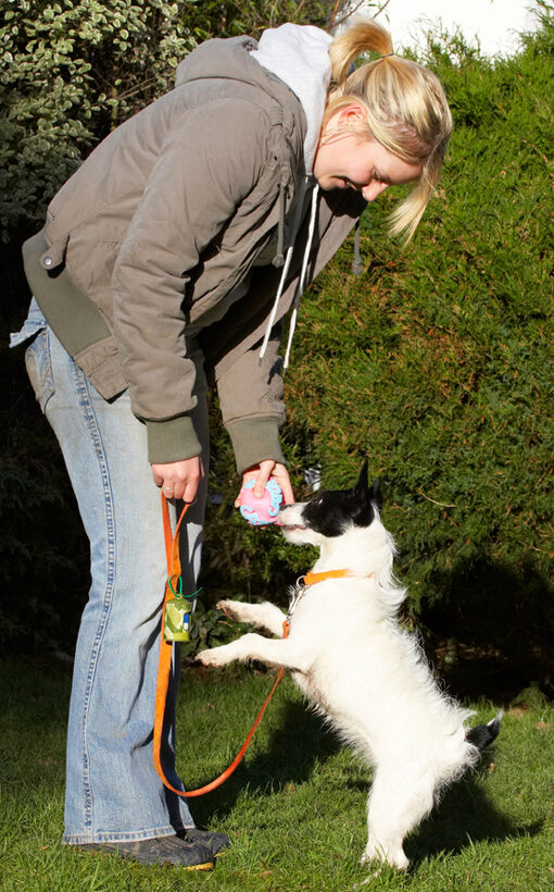Ball, Dog, Dogs, Jack Russell Terrier, Kate, Play, Playing, Playtime, Ringo, Terriers