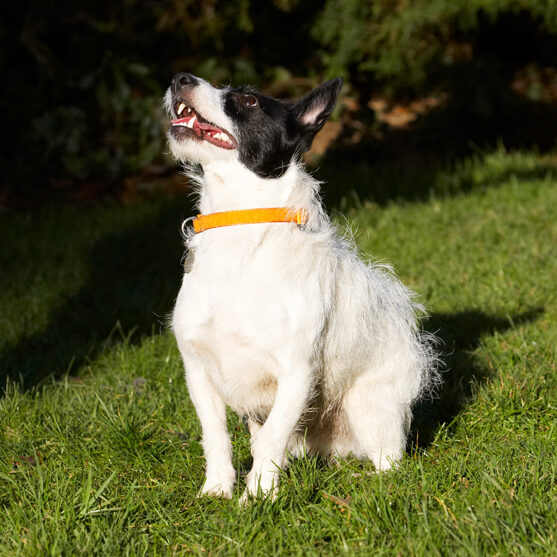 Dog, Dogs, Jack Russell Terrier, Play, Playing, Playtime, Ringo, Terriers
