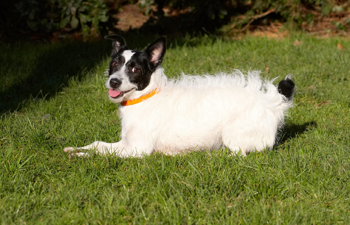 Dog, Dogs, Jack Russell Terrier, Play, Playing, Playtime, Ringo, Terriers, Tongue
