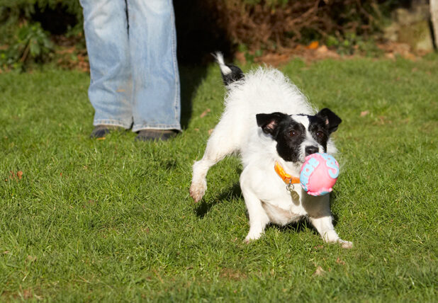 Ball, Dog, Dogs, Jack Russell Terrier, Play, Playing, Playtime, Ringo, Run, Running, Terriers